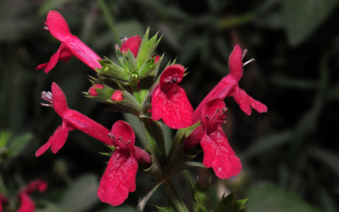 Stachys coccinea, Scarlet Hedgenettle